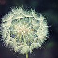 Dandelion 3
