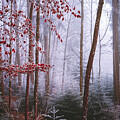 Frost II