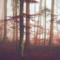 Mystic day