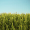 Wheat